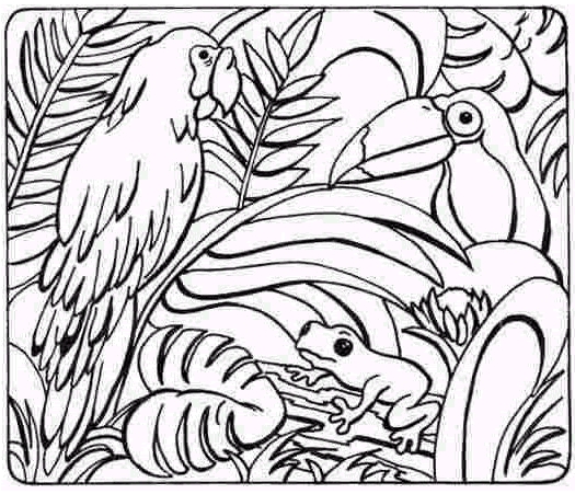 525x451 Rainforest Animal Coloring Pages