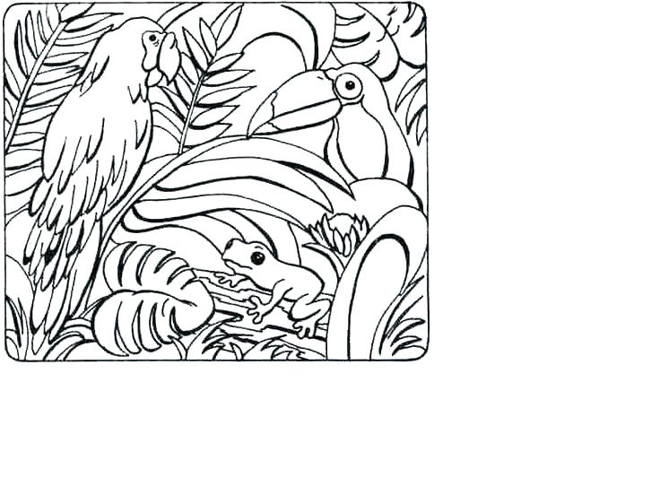 736x552 Rainforest Coloring Page Amazon Coloring Pages Tropical Color