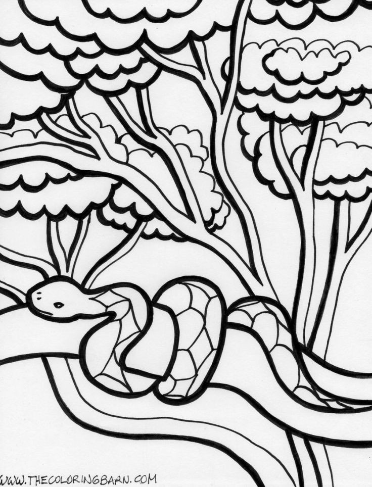 736x964 Jungle Coloring Pages Unique Inspirational Rainforest Coloring