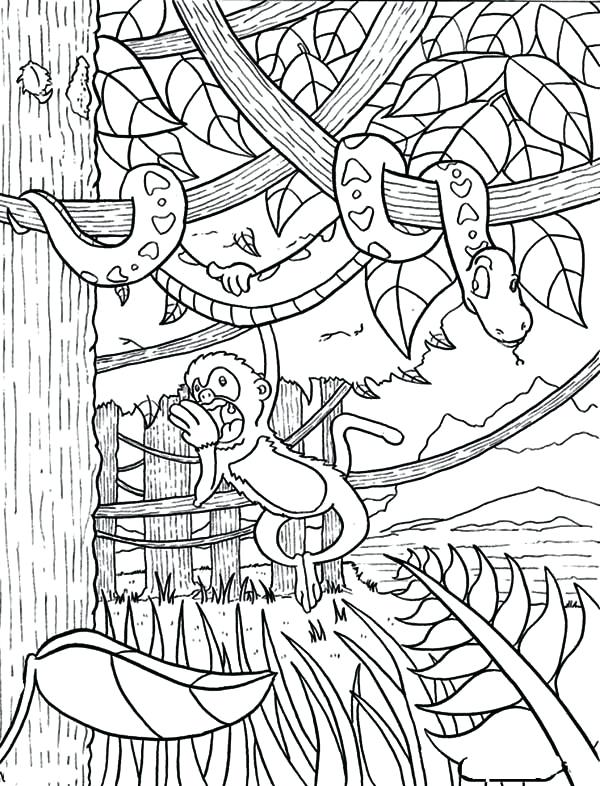 600x786 Monkey Hanging On Snake Rainforest Coloring Page Download Monkey
