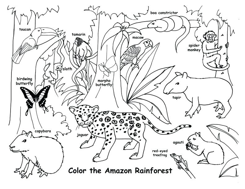 792x612 Rainforest Coloring Page Amazing Animals Coloring Page Rainforest