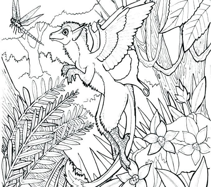 678x600 Rainforest Coloring Pages To Print Printable Coloring Pages Rain