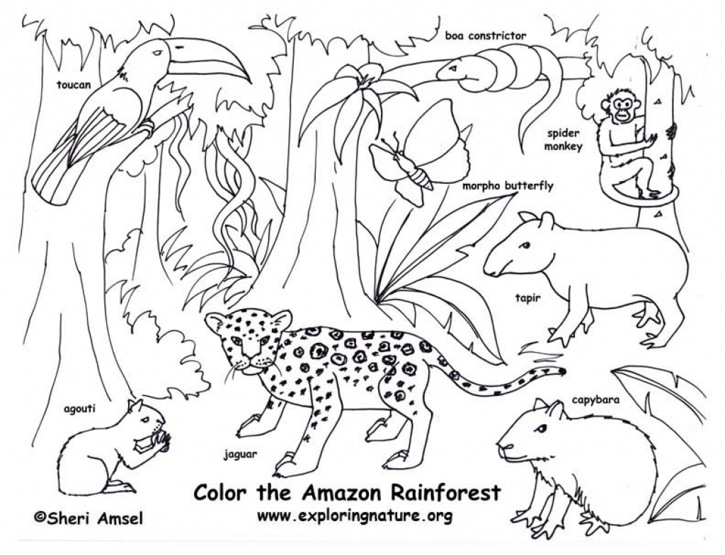 1024x785 Tapir Colorings Colouring For Kids Imposing Malayan And Friends