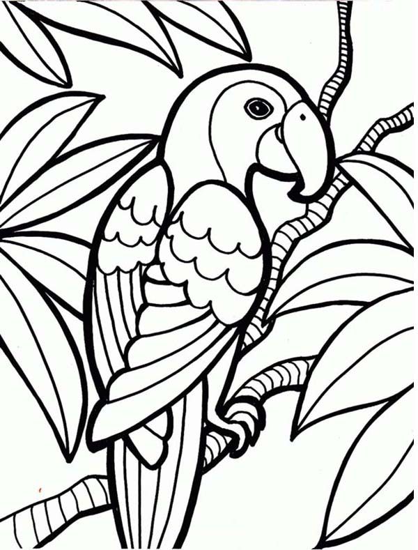 600x789 Rainforest White Faced Monkey Coloring Paper Prints