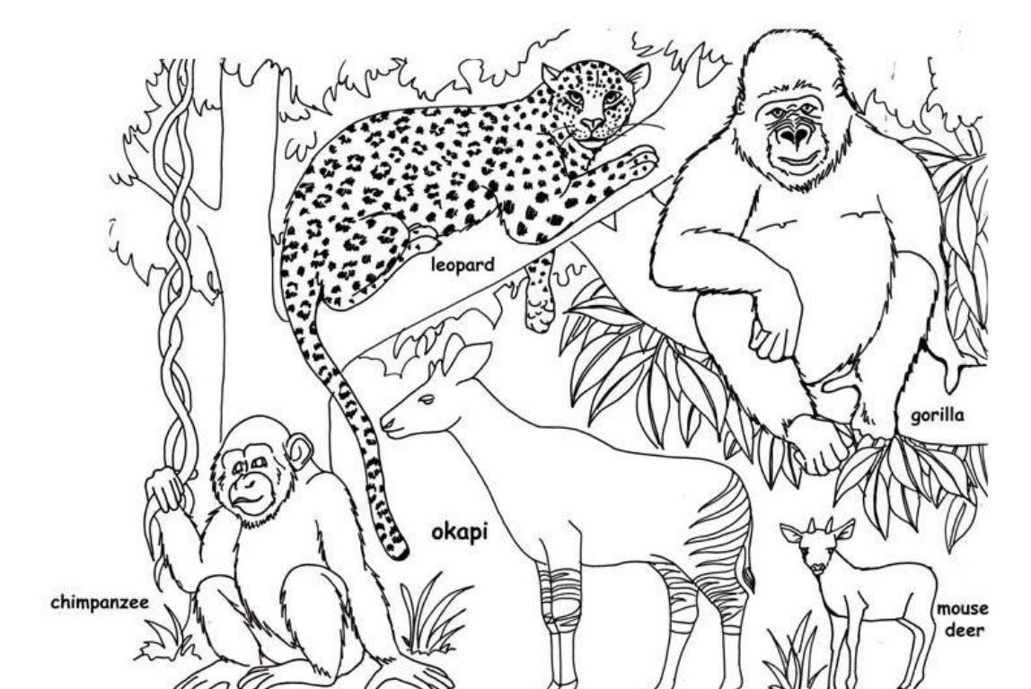 1148x768 Free Printable Rainforest Animals Coloring To Color And Print