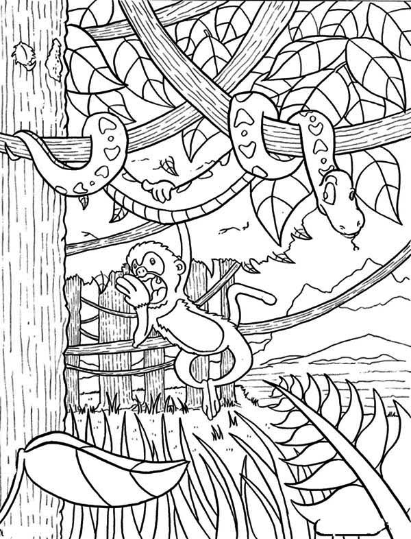 600x786 Monkey Hanging On Snake Rainforest Coloring Page