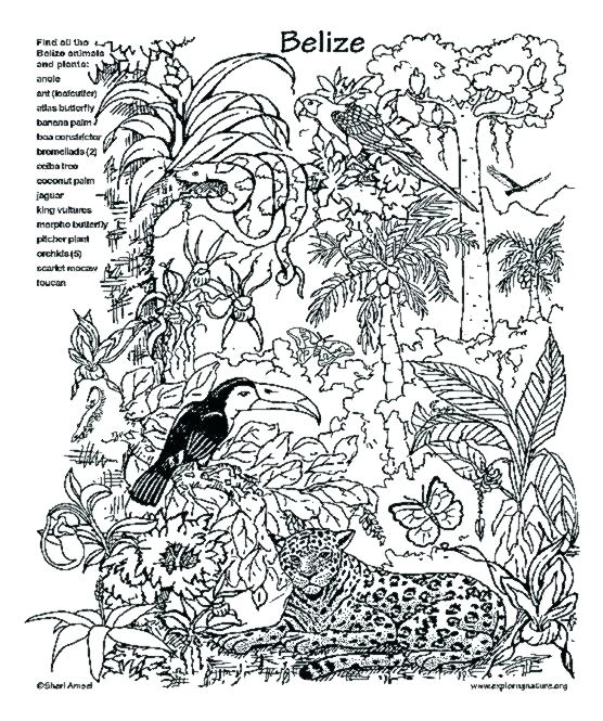 556x665 Rainforest Animal Coloring Pages Coloring Pages Adult Coloring