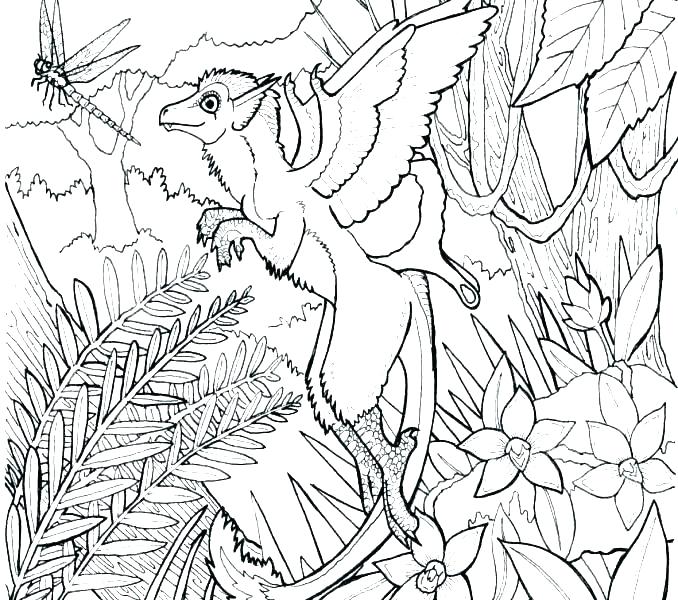 678x600 Rainforest Coloring Pages Printable Coloring Sheets Rainforest