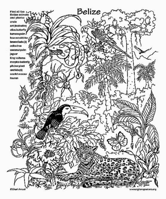 556x665 Rainforest Coloring Pictures Free Coloring Pictures