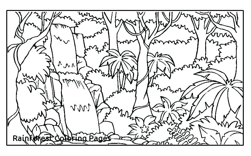 800x500 Tropical Forest Coloring Pages