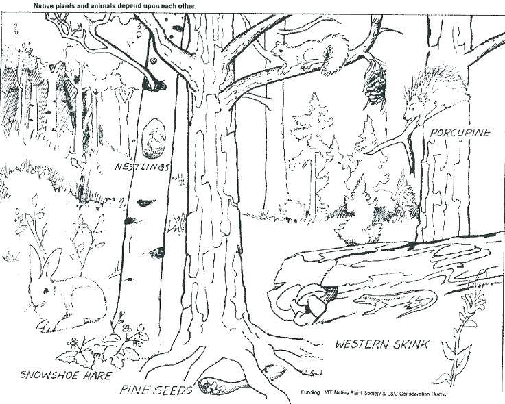 736x590 Rainforest Coloring Pages