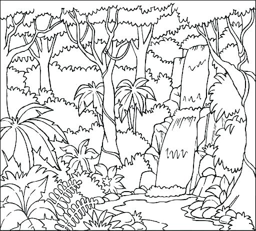 512x463 Rainforest Coloring Pages