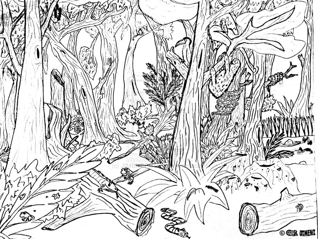 1024x768 Top Rainforest Coloring Pages To Print Launching Hidden Pictures