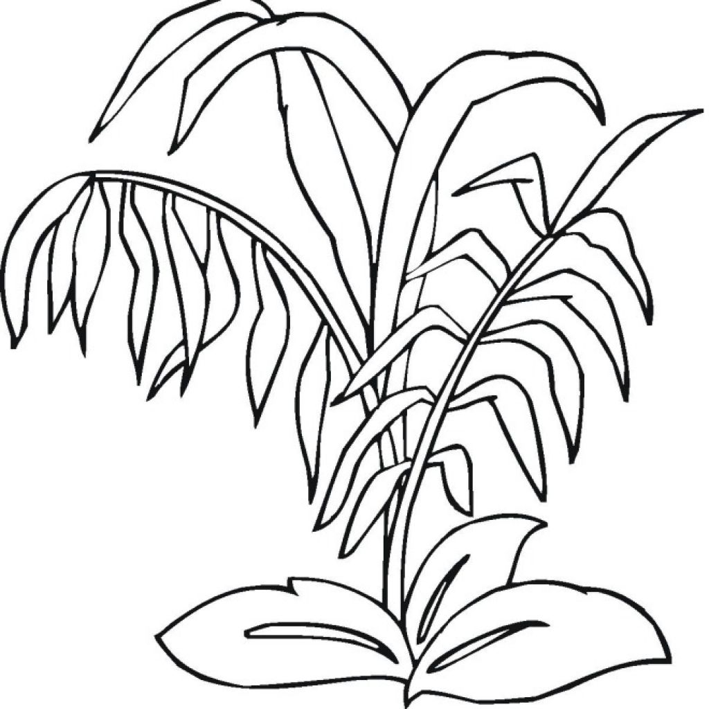 1024x1024 Inspiring Rainforest Plants And Coloring Pages Inside Image