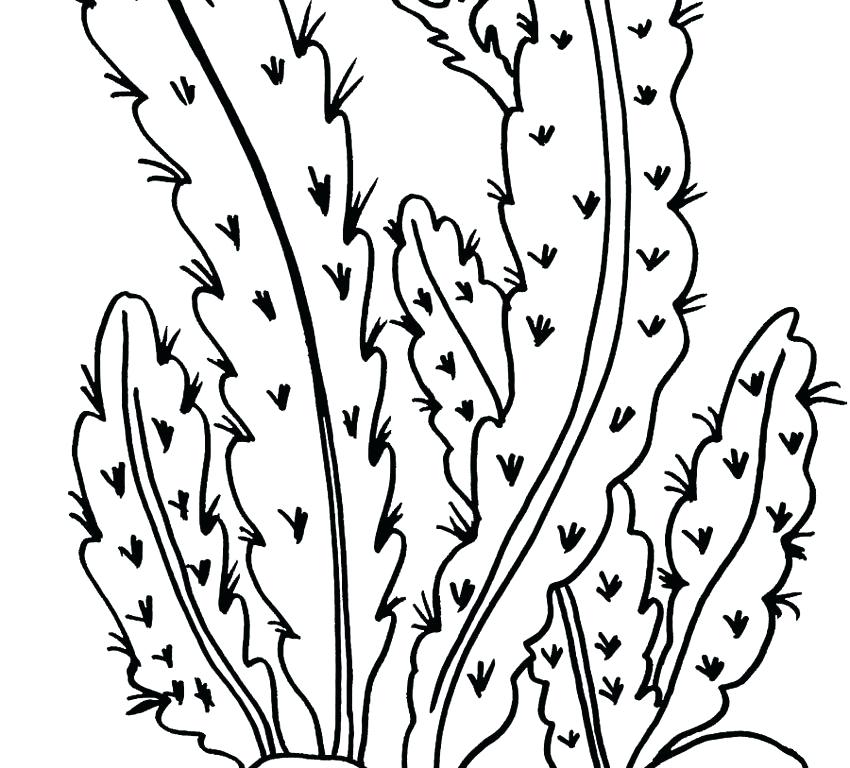 850x768 Coloring Pages Of Plants Plants Coloring Pages Coloring Pages