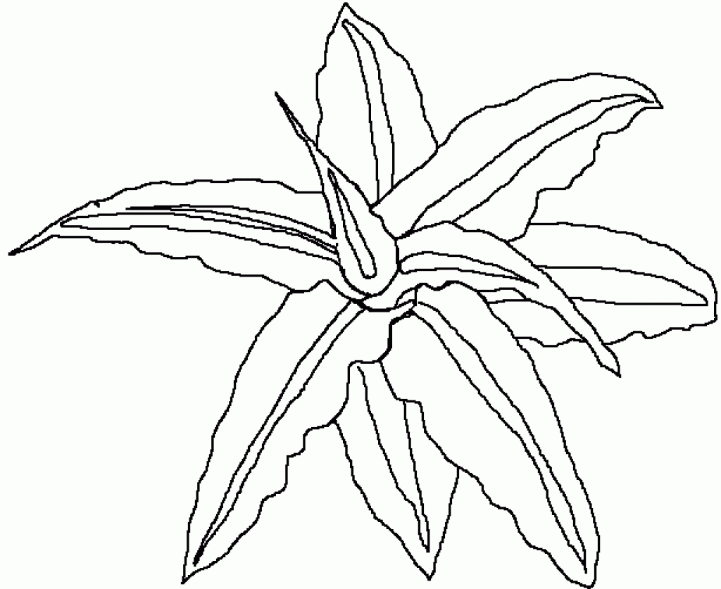 1024x837 Unique Rainforest Flower Coloring Pages Collection Printable