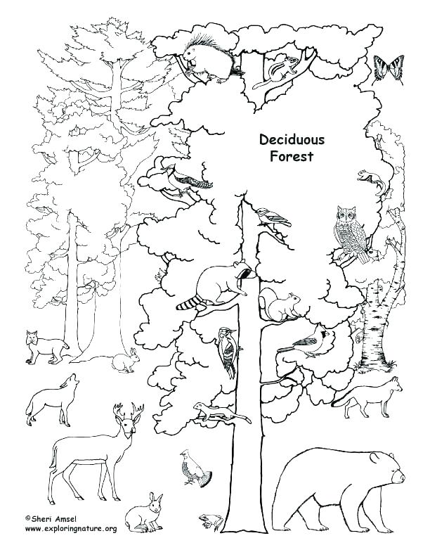 612x792 Rainforest Coloring Pages