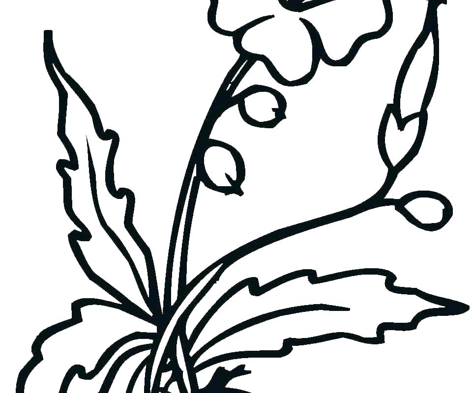 962x800 Tropical Flower Coloring Pages
