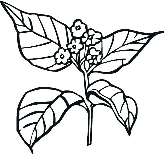 660x618 Plants Coloring Pages Plant Coloring Pages Epic Plant Coloring