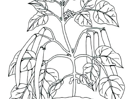 440x330 Plants Coloring Pages Tropical Rainforest Plants Coloring Pages