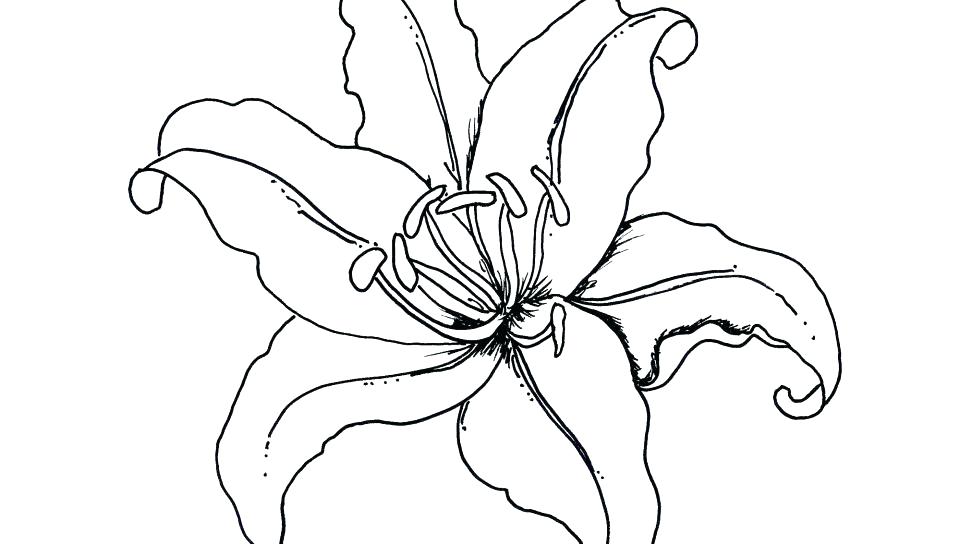 960x544 Printable Pictures Coloring Page Ideas Free Coloring Rainforest