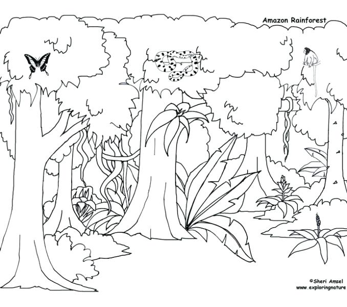 678x600 Printable Pictures Tropical Coloring Pages Coloring Pages
