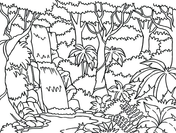 600x453 Rainforest Plants Coloring Pages Explore Activities Plants