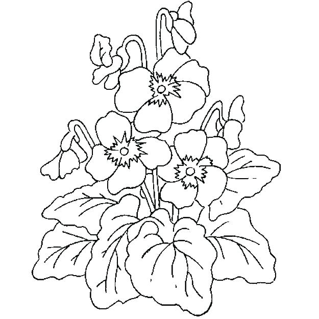 625x625 Rainforest Plants Coloring Pages Plants Coloring Pages Related