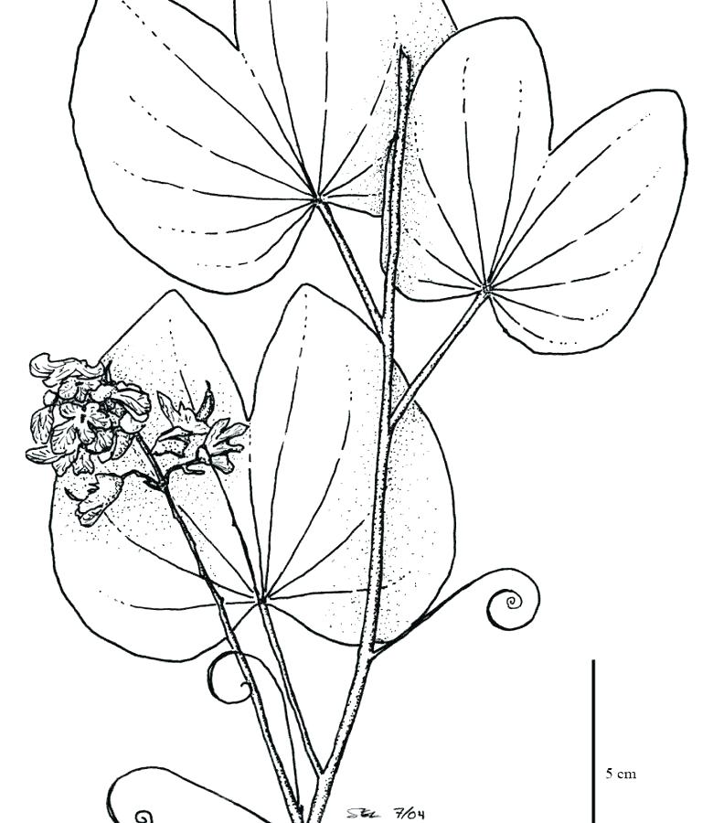 780x900 Tropical Rainforest Coloring Pages Coloring Pages Coloring Pages