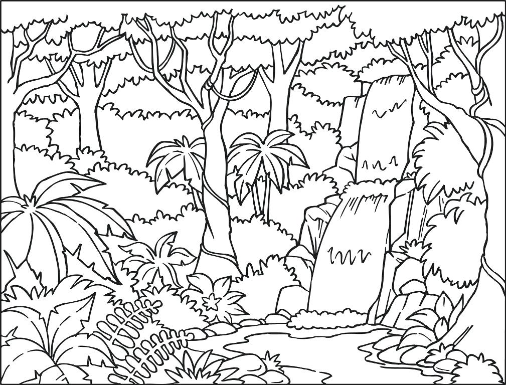 1009x768 Tropical Rainforest Plants Coloring Pages Rainforest Plants