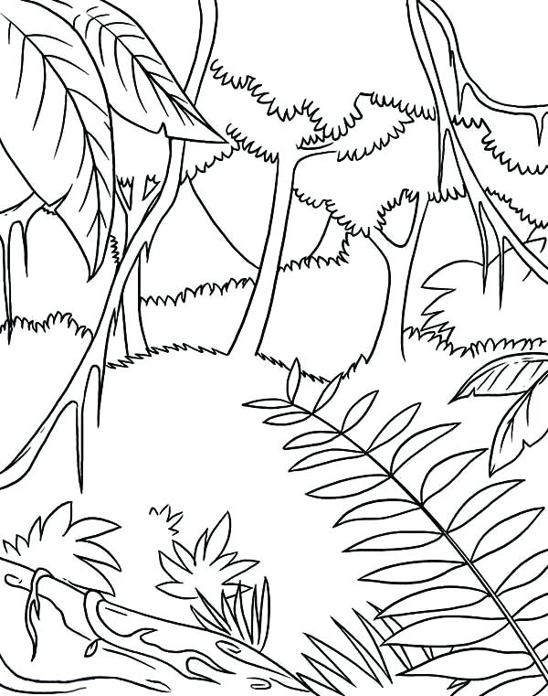 600x761 Rainforest Coloring Pages Good Coloring Pages Graphic Tropical