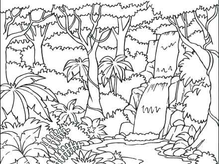 440x330 With Coloring Pages Desert Pictures Books Rainforest Animals