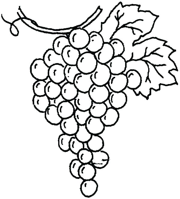 600x663 Grapes Coloring Page Grape Coloring Page Grapes Drawing Pages