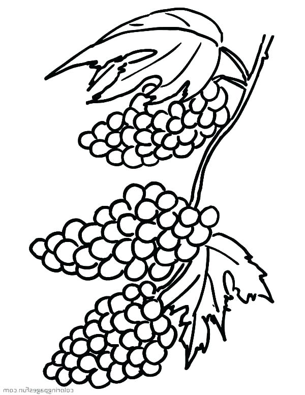600x777 Grapes Coloring Pages Grapes Coloring Pages Grapes For Raisins