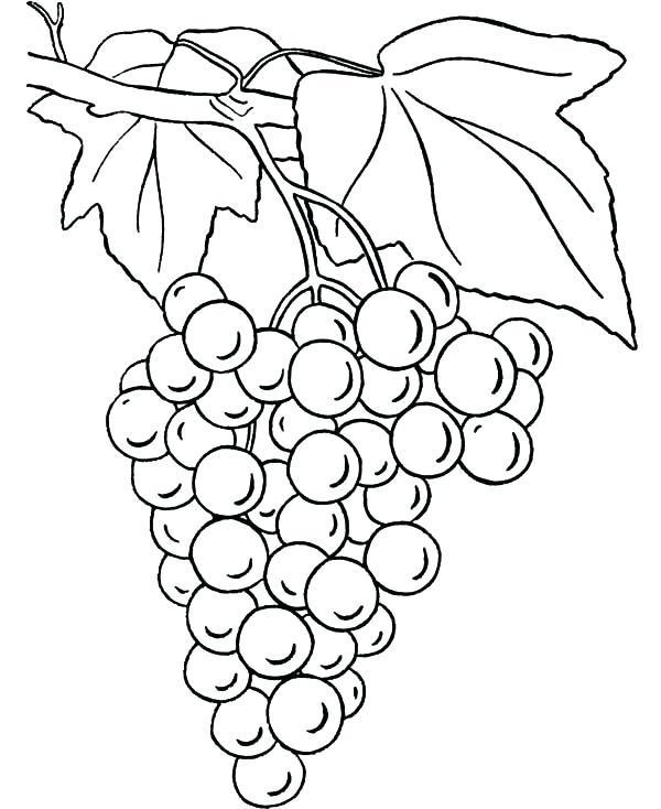 600x734 Grapes Pictures To Color Grapes For Raisins Coloring Pages Grapes