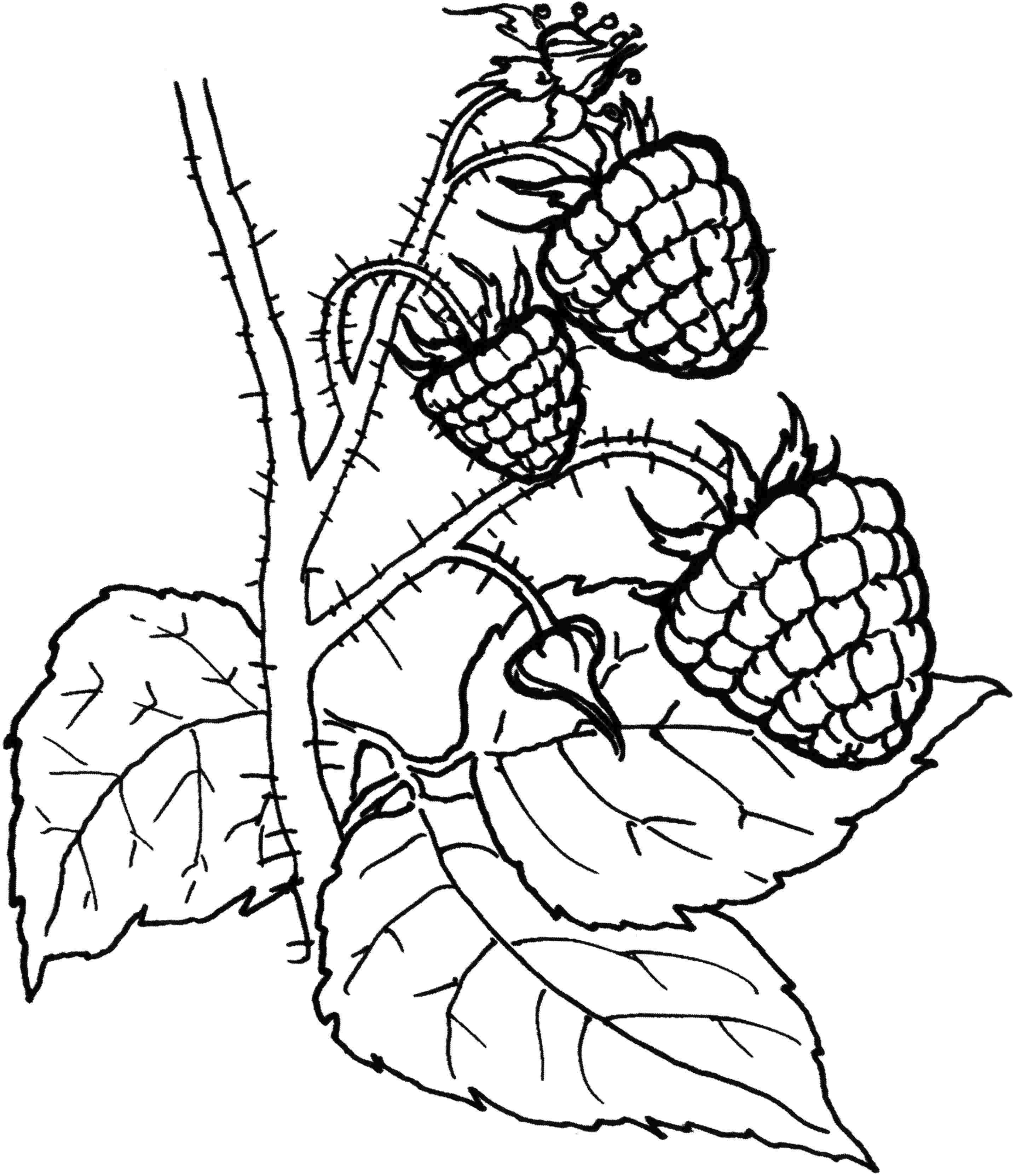 2872x3324 Magic Blackberry Coloring Page Fresh Raspberries Pages Design