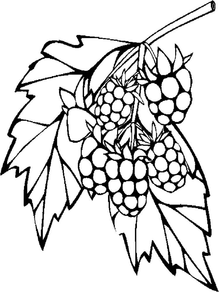 750x1000 Raspberries Coloring Pages Download And Print Raspberries