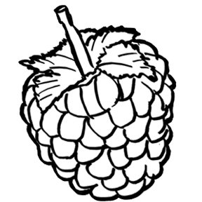 288x288 Raspberry Coloring Page Awesome Raspberries Coloring Pages