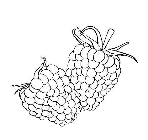 472x446 Raspberry Coloring Page Free Raspberry Coloring Pages Pictures