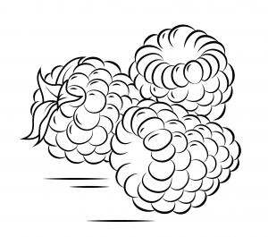 300x265 Raspberry Coloring Pages