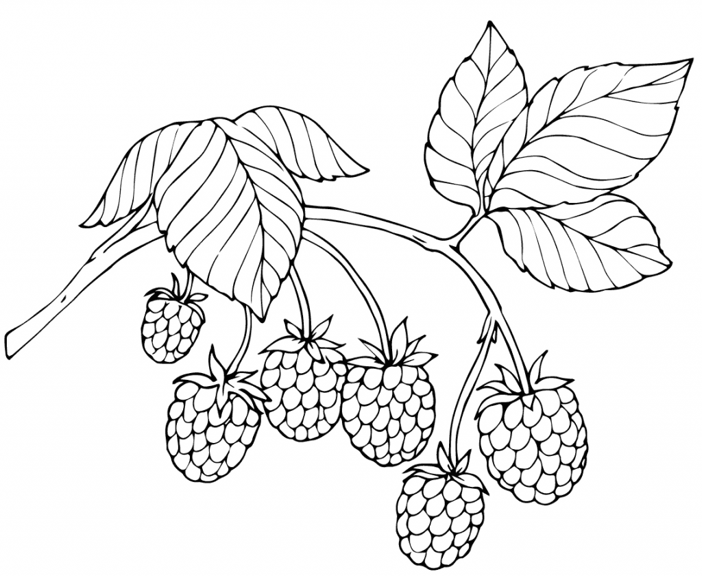1024x840 Red Raspberry Fruit Coloring Page