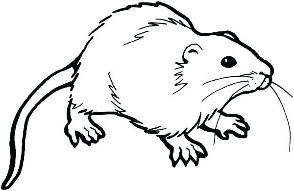 600x390 Rat Coloring Page Free Printable Pages Entrancing Wagashiya