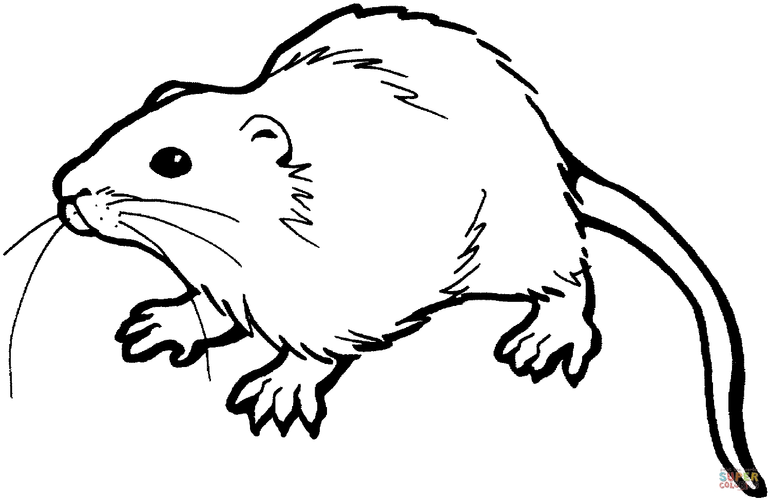1500x976 Best Of Rat Page To Color Design Printable Coloring Sheet