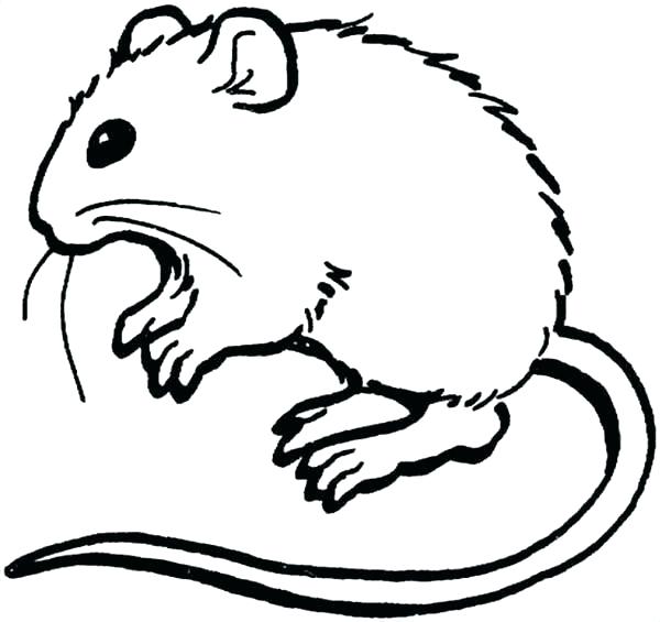 600x565 Rat Coloring Page Rat Coloring Sheet Rat Pictures To Color On R