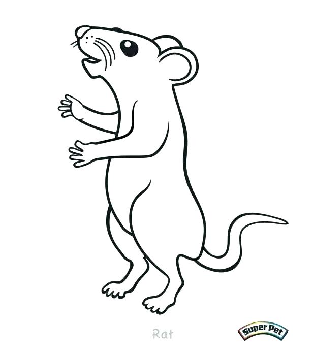 618x699 Rat Coloring Page Lab Rats Coloring Pages Rat Coloring Page Ideas