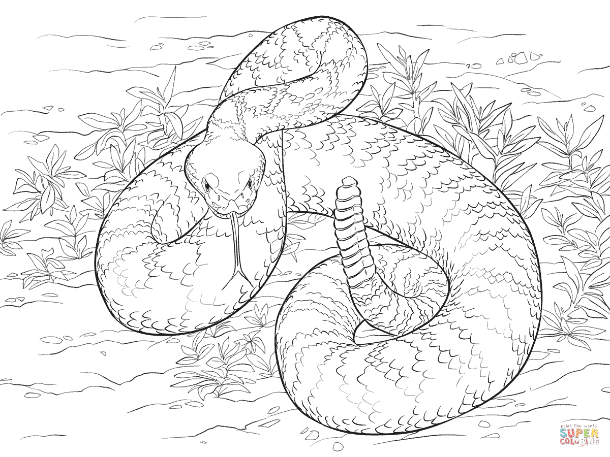 1200x900 Rattlesnake Coloring Page