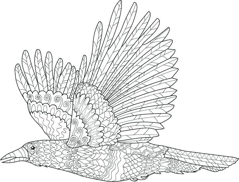 800x609 Ravens Coloring Pages