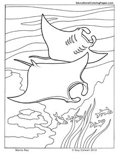 236x305 Manta Ray Coloring Page Manta Ray, Worksheets And Ocean