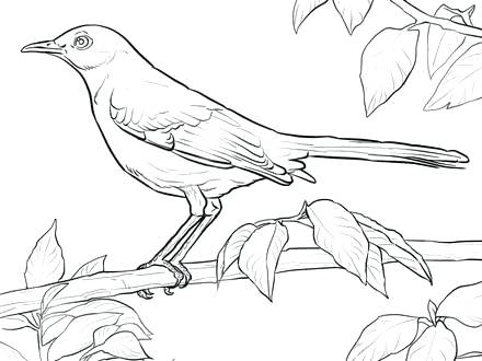 440x330 Arkansas Coloring Pages State Bird Coloring Page Free Printable