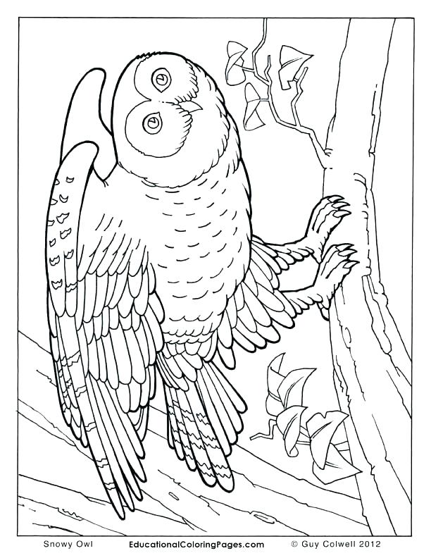 612x792 Wild Animal Coloring Pages Winter Animal Coloring Pages Winter